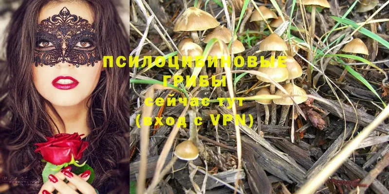 Галлюциногенные грибы Cubensis  наркота  кракен ССЫЛКА  Анадырь 